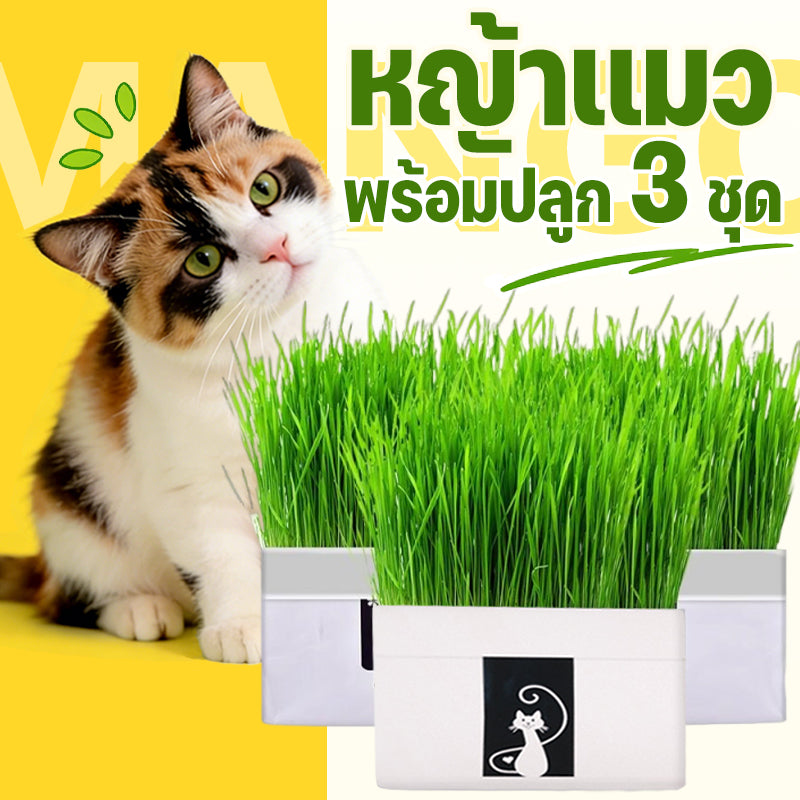 Mango หญ้าแมว พร้อมปลูก 3 ชุด ต้นอ่อนข้าวสาลี ออร์แกนิค ปลอดสารเคมี เมล็ดพันธุ์หญ้าแมว ชุดปลูกหญ้าแมว แบบถุง🔥 พร้อมส่ง🔥