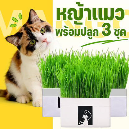 Mango หญ้าแมว พร้อมปลูก 3 ชุด ต้นอ่อนข้าวสาลี ออร์แกนิค ปลอดสารเคมี เมล็ดพันธุ์หญ้าแมว ชุดปลูกหญ้าแมว แบบถุง🔥 พร้อมส่ง🔥