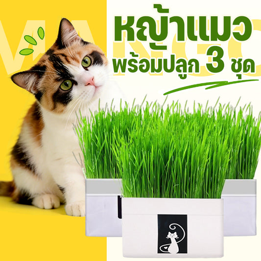 Mango หญ้าแมว พร้อมปลูก 3 ชุด ต้นอ่อนข้าวสาลี ออร์แกนิค ปลอดสารเคมี เมล็ดพันธุ์หญ้าแมว ชุดปลูกหญ้าแมว แบบถุง🔥 พร้อมส่ง🔥