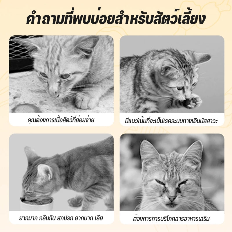 (10 กระป๋อง) Mango อาหารแมวกระป๋อง อาหารแมวเกรดพรีเมี่ยม อาหารแมวเปียกออร์แกนิกธรรมชาติบริสุทธิ์ อาหารสุนัข 90g วันที่ผลิตสด พร้อมส่ง