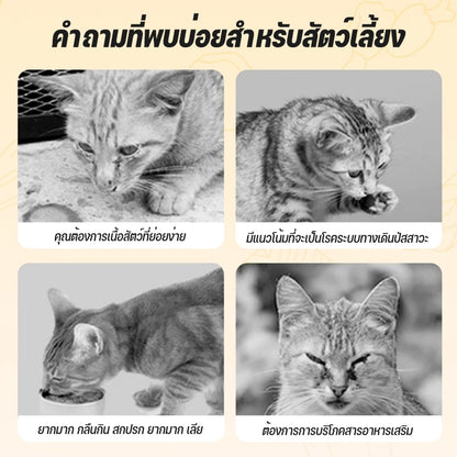 (10 กระป๋อง) Mango อาหารแมวกระป๋อง อาหารแมวเกรดพรีเมี่ยม อาหารแมวเปียกออร์แกนิกธรรมชาติบริสุทธิ์ อาหารสุนัข 90g วันที่ผลิตสด พร้อมส่ง