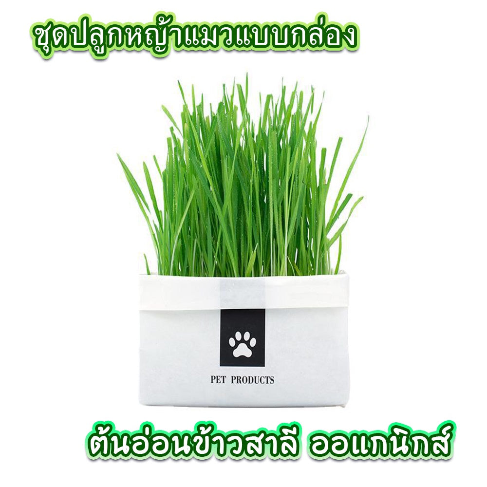 Mango [มือใหม่ก็ปลูกได้ ] แบบถุงปลูกง่ายแค่เติมน้ำ ต้นอ่อนข้าวสาลี ออแกนิกส์ ต้นอ่อนข้าวสาลี หญ้าเเมว หญ้าเเมว สำหรับสัตว์เลี้