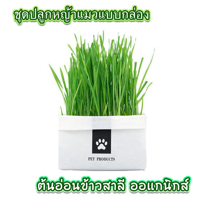 Mango [มือใหม่ก็ปลูกได้ ] แบบถุงปลูกง่ายแค่เติมน้ำ ต้นอ่อนข้าวสาลี ออแกนิกส์ ต้นอ่อนข้าวสาลี หญ้าเเมว หญ้าเเมว สำหรับสัตว์เลี้
