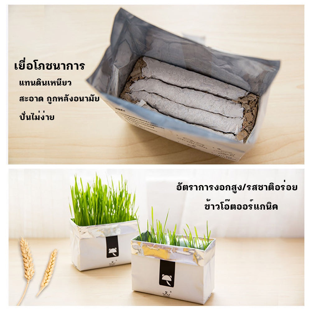 Mango [มือใหม่ก็ปลูกได้ ] แบบถุงปลูกง่ายแค่เติมน้ำ ต้นอ่อนข้าวสาลี ออแกนิกส์ ต้นอ่อนข้าวสาลี หญ้าเเมว หญ้าเเมว สำหรับสัตว์เลี้