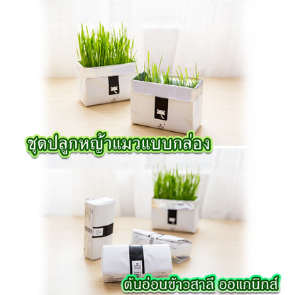 Mango [มือใหม่ก็ปลูกได้ ] แบบถุงปลูกง่ายแค่เติมน้ำ ต้นอ่อนข้าวสาลี ออแกนิกส์ ต้นอ่อนข้าวสาลี หญ้าเเมว หญ้าเเมว สำหรับสัตว์เลี้