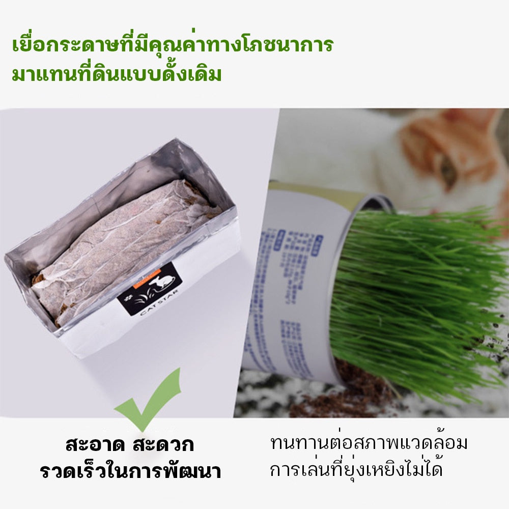 Mango หญ้าแมว พร้อมปลูก 3 ชุด ต้นอ่อนข้าวสาลี ออร์แกนิค ปลอดสารเคมี เมล็ดพันธุ์หญ้าแมว ชุดปลูกหญ้าแมว แบบถุง🔥 พร้อมส่ง🔥
