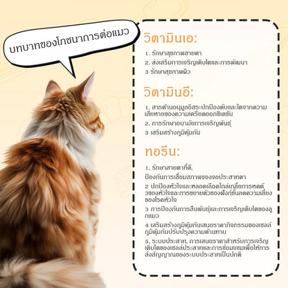 (10 กระป๋อง) Mango อาหารแมวกระป๋อง อาหารแมวเกรดพรีเมี่ยม อาหารแมวเปียกออร์แกนิกธรรมชาติบริสุทธิ์ อาหารสุนัข 90g วันที่ผลิตสด พร้อมส่ง