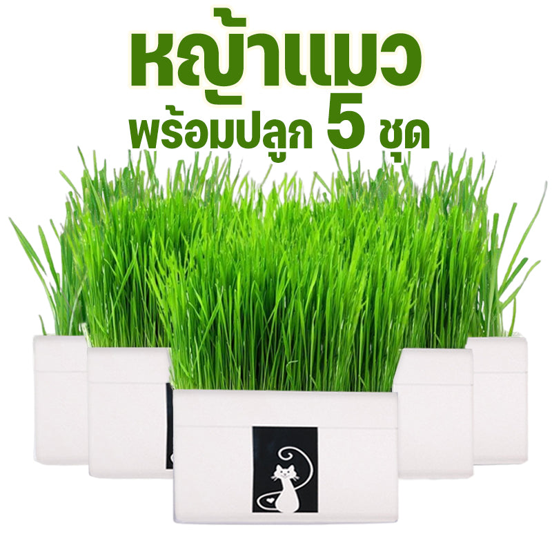 Mango หญ้าแมว พร้อมปลูก 3 ชุด ต้นอ่อนข้าวสาลี ออร์แกนิค ปลอดสารเคมี เมล็ดพันธุ์หญ้าแมว ชุดปลูกหญ้าแมว แบบถุง🔥 พร้อมส่ง🔥