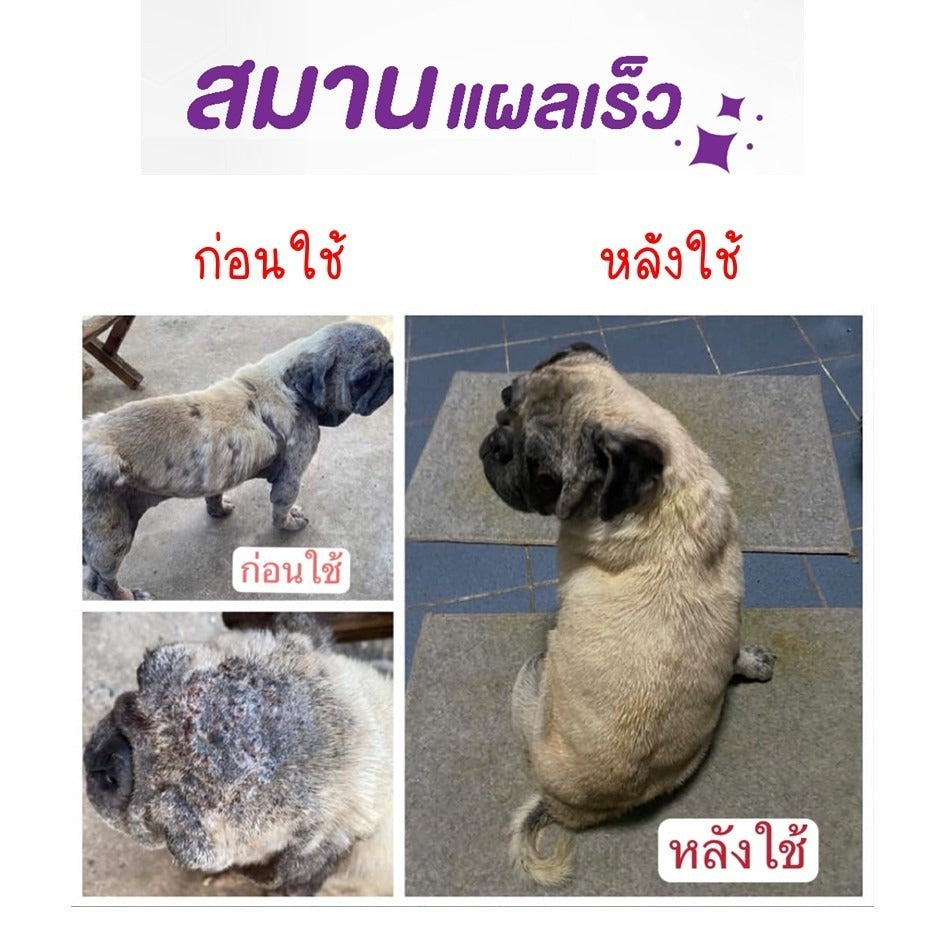 Mango สเปรย์กำจัดเห็บหมัด สเปรย์นาโน สเปรย์บรรเทาโรคผิวหนัง ไล่ ป้องกันเห็บหมัด ขี้เรื้อนสุนัข แมว เชื้อรา ยีสต์ คันเกา 50 ml.