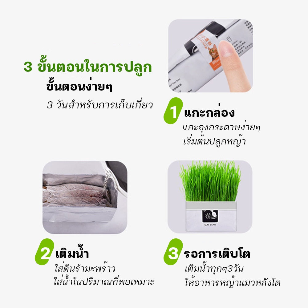 Mango [มือใหม่ก็ปลูกได้ ] แบบถุงปลูกง่ายแค่เติมน้ำ ต้นอ่อนข้าวสาลี ออแกนิกส์ ต้นอ่อนข้าวสาลี หญ้าเเมว หญ้าเเมว สำหรับสัตว์เลี้