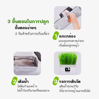 Mango [มือใหม่ก็ปลูกได้ ] แบบถุงปลูกง่ายแค่เติมน้ำ ต้นอ่อนข้าวสาลี ออแกนิกส์ ต้นอ่อนข้าวสาลี หญ้าเเมว หญ้าเเมว สำหรับสัตว์เลี้