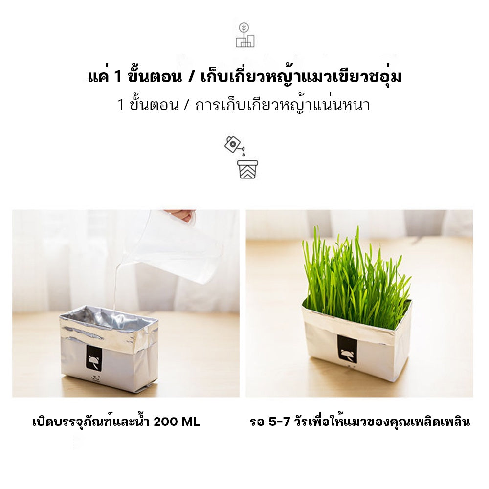 Mango [มือใหม่ก็ปลูกได้ ] แบบถุงปลูกง่ายแค่เติมน้ำ ต้นอ่อนข้าวสาลี ออแกนิกส์ ต้นอ่อนข้าวสาลี หญ้าเเมว หญ้าเเมว สำหรับสัตว์เลี้