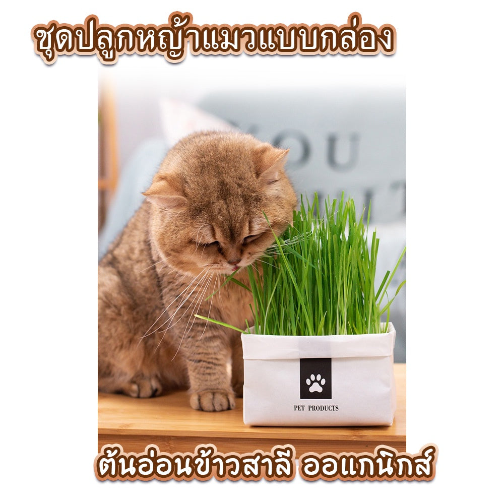 Mango [มือใหม่ก็ปลูกได้ ] แบบถุงปลูกง่ายแค่เติมน้ำ ต้นอ่อนข้าวสาลี ออแกนิกส์ ต้นอ่อนข้าวสาลี หญ้าเเมว หญ้าเเมว สำหรับสัตว์เลี้