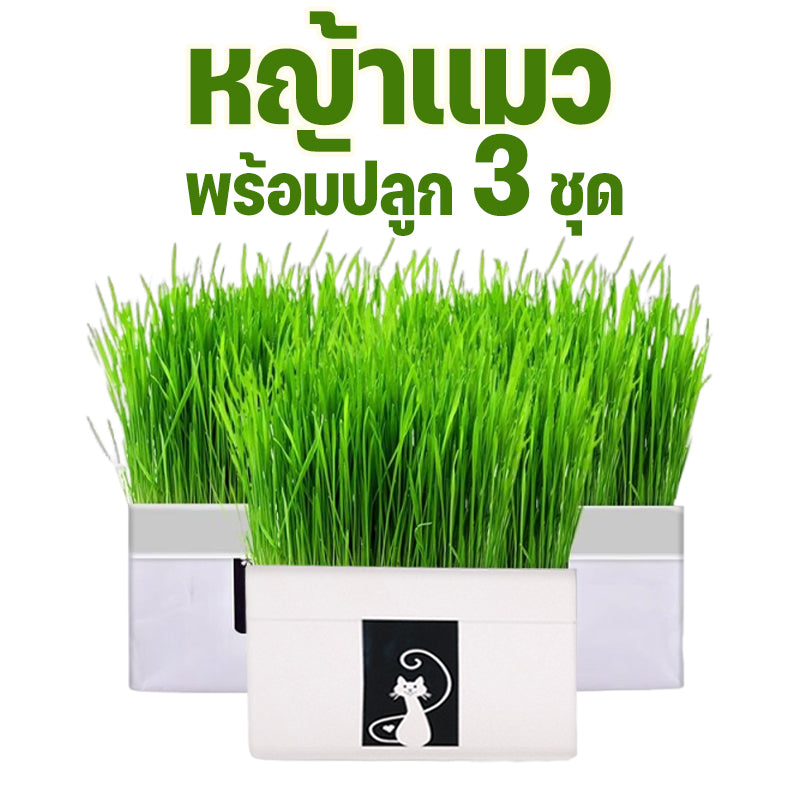 Mango หญ้าแมว พร้อมปลูก 3 ชุด ต้นอ่อนข้าวสาลี ออร์แกนิค ปลอดสารเคมี เมล็ดพันธุ์หญ้าแมว ชุดปลูกหญ้าแมว แบบถุง🔥 พร้อมส่ง🔥