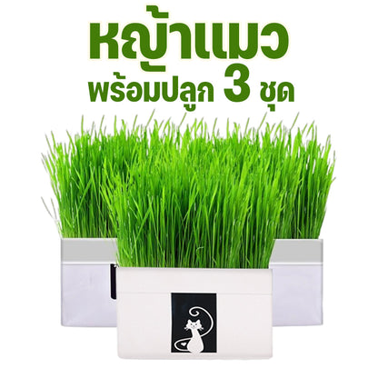 Mango หญ้าแมว พร้อมปลูก 3 ชุด ต้นอ่อนข้าวสาลี ออร์แกนิค ปลอดสารเคมี เมล็ดพันธุ์หญ้าแมว ชุดปลูกหญ้าแมว แบบถุง🔥 พร้อมส่ง🔥
