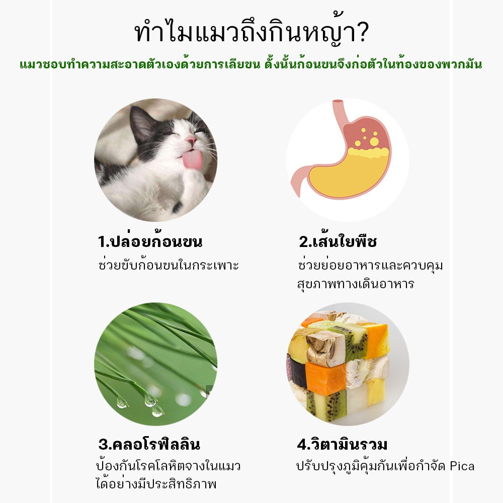 Mango [มือใหม่ก็ปลูกได้ ] แบบถุงปลูกง่ายแค่เติมน้ำ ต้นอ่อนข้าวสาลี ออแกนิกส์ ต้นอ่อนข้าวสาลี หญ้าเเมว หญ้าเเมว สำหรับสัตว์เลี้