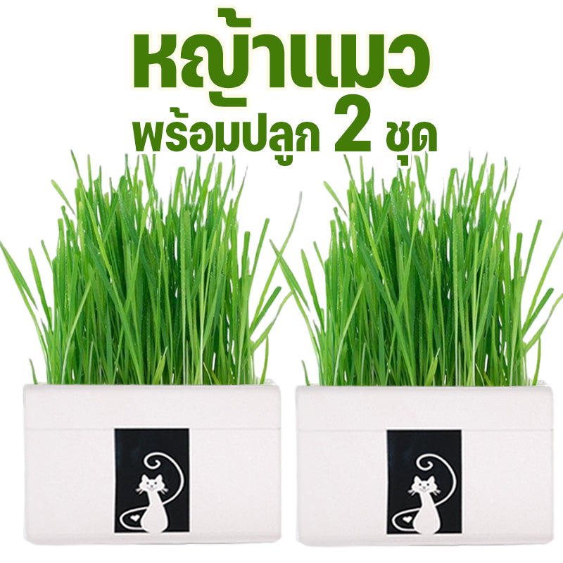 Mango หญ้าแมว พร้อมปลูก 3 ชุด ต้นอ่อนข้าวสาลี ออร์แกนิค ปลอดสารเคมี เมล็ดพันธุ์หญ้าแมว ชุดปลูกหญ้าแมว แบบถุง🔥 พร้อมส่ง🔥