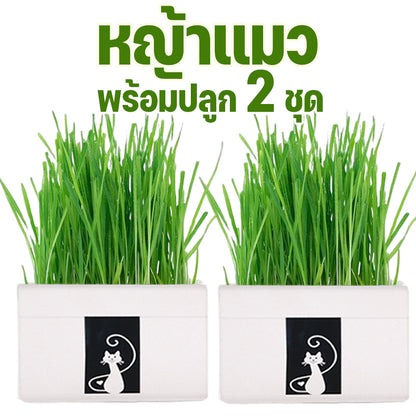 Mango หญ้าแมว พร้อมปลูก 3 ชุด ต้นอ่อนข้าวสาลี ออร์แกนิค ปลอดสารเคมี เมล็ดพันธุ์หญ้าแมว ชุดปลูกหญ้าแมว แบบถุง🔥 พร้อมส่ง🔥