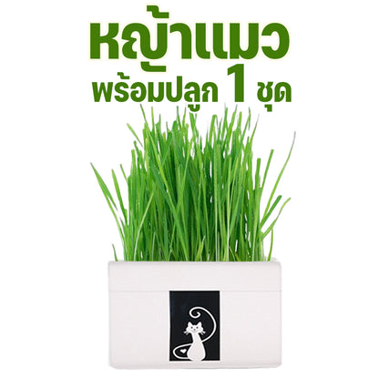 Mango หญ้าแมว พร้อมปลูก 3 ชุด ต้นอ่อนข้าวสาลี ออร์แกนิค ปลอดสารเคมี เมล็ดพันธุ์หญ้าแมว ชุดปลูกหญ้าแมว แบบถุง🔥 พร้อมส่ง🔥