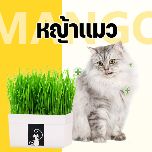 Mango [มือใหม่ก็ปลูกได้ ] แบบถุงปลูกง่ายแค่เติมน้ำ ต้นอ่อนข้าวสาลี ออแกนิกส์ ต้นอ่อนข้าวสาลี หญ้าเเมว หญ้าเเมว สำหรับสัตว์เลี้