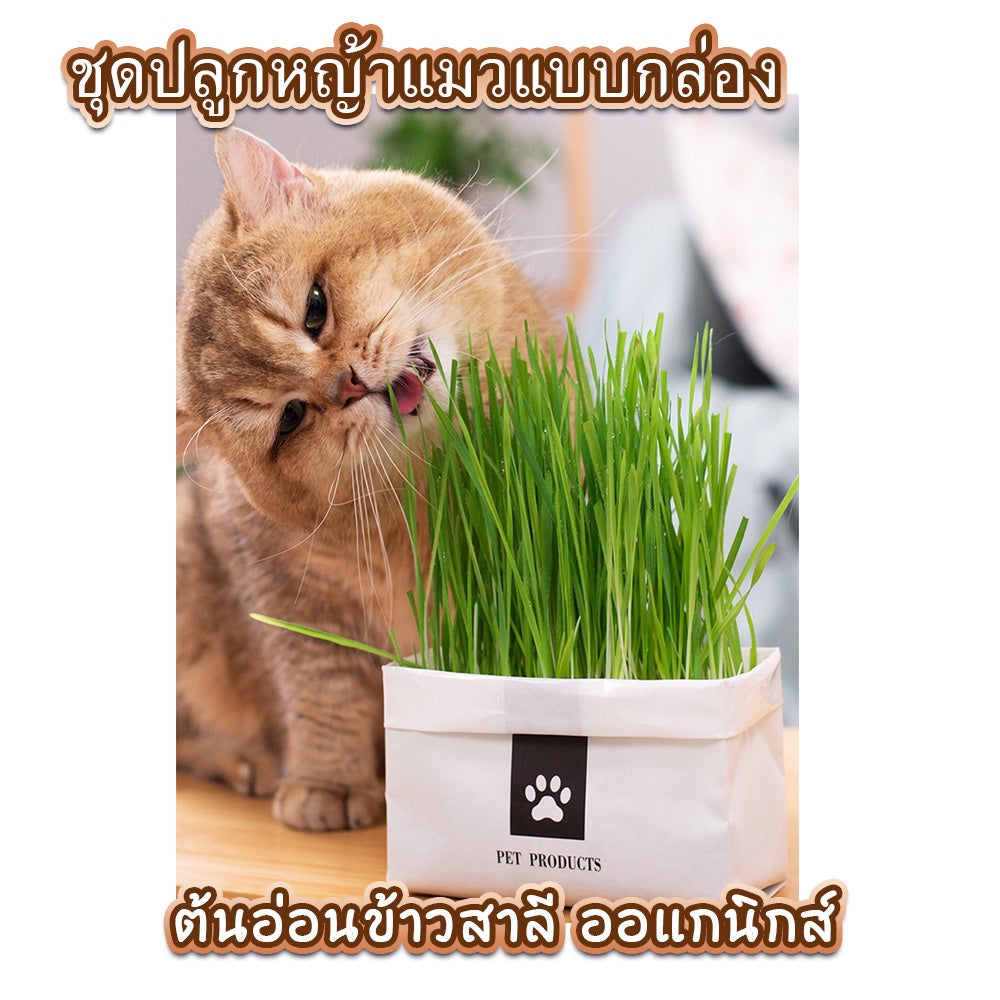 Mango [มือใหม่ก็ปลูกได้ ] แบบถุงปลูกง่ายแค่เติมน้ำ ต้นอ่อนข้าวสาลี ออแกนิกส์ ต้นอ่อนข้าวสาลี หญ้าเเมว หญ้าเเมว สำหรับสัตว์เลี้